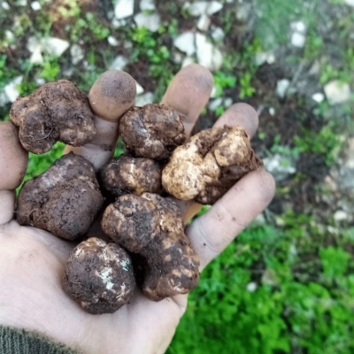 Preziosità di Sicilia: zafferano e tartufo. - immagine 3